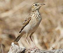 Nicholson's Pipit