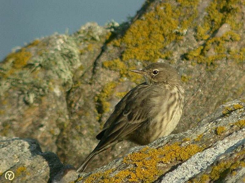 European Rock Pipit