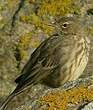 Pipit maritime