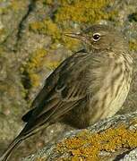 Eurasian Rock Pipit