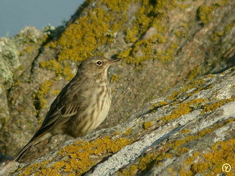 European Rock Pipit