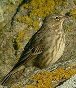 European Rock Pipit