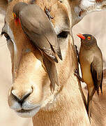 Red-billed Oxpecker