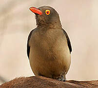 Red-billed Oxpecker