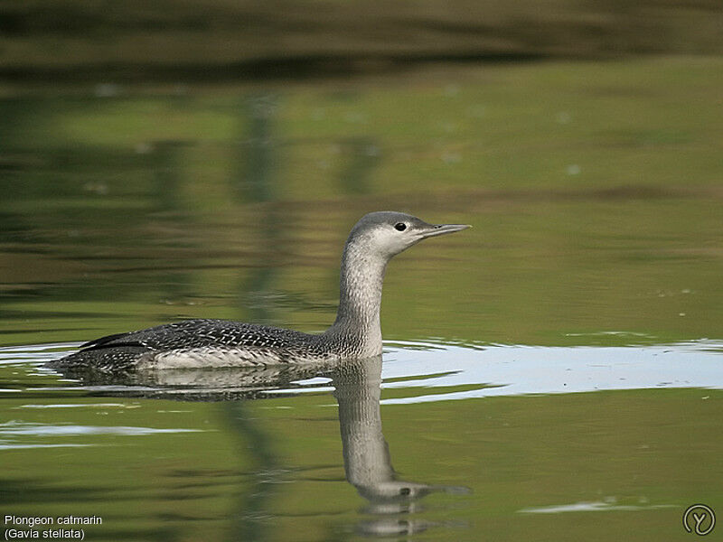 Plongeon catmarin, identification