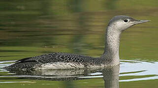 Red-throated Loon