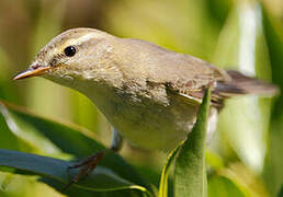 Willow Warbler