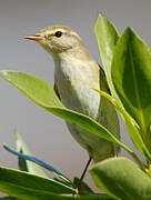 Willow Warbler