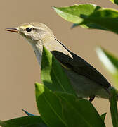 Willow Warbler