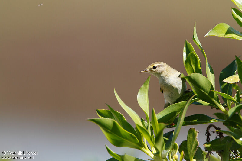 Willow Warbleradult, identification