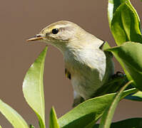 Willow Warbler