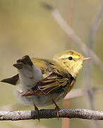 Wood Warbler