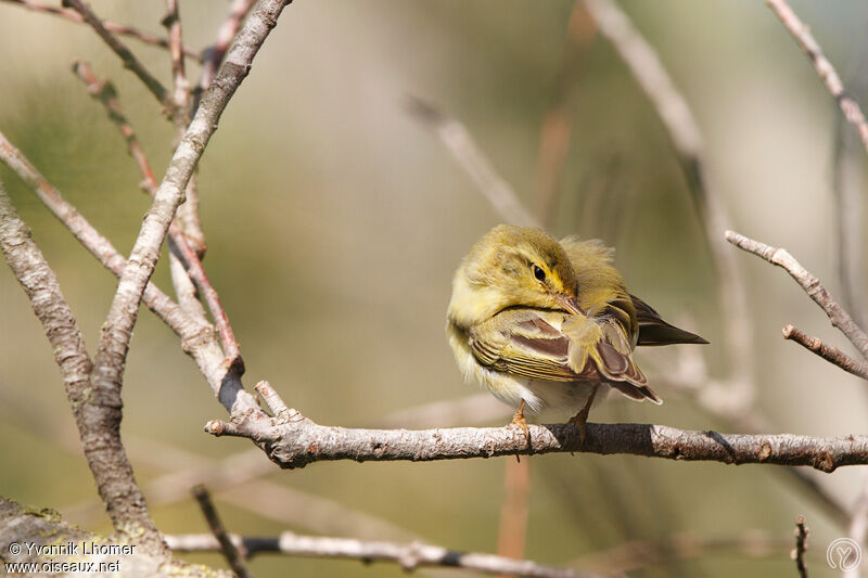 Wood Warbleradult, Behaviour, identification