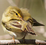 Wood Warbler