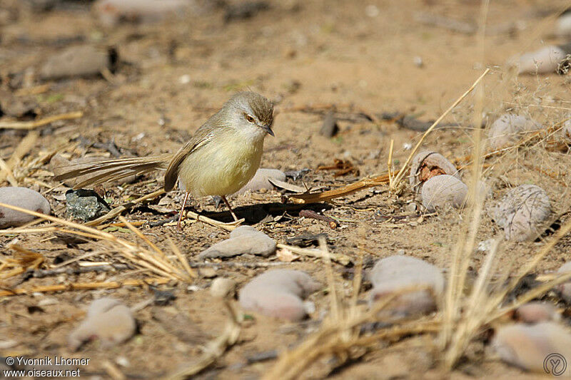 Black-chested Prinia, identification