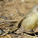 Prinia à plastron