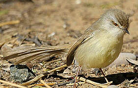 Black-chested Prinia