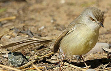 Prinia à plastron