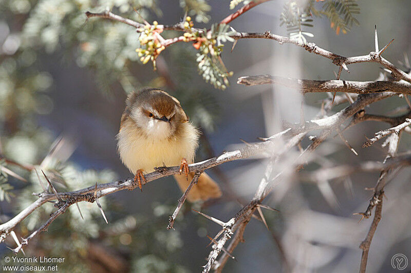 Prinia à plastronadulte internuptial, identification