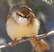 Prinia à plastron