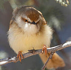 Prinia à plastron