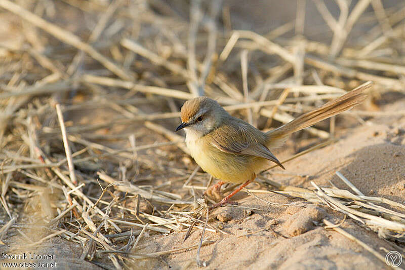 Black-chested Priniaadult post breeding, identification