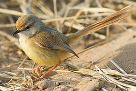 Prinia à plastron