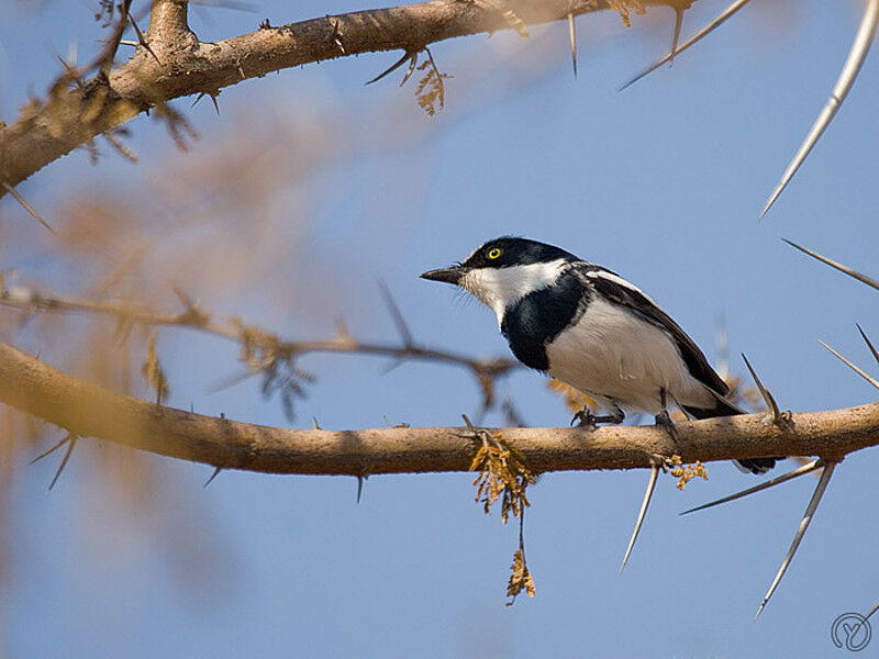 Chinspot Batis male