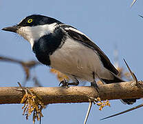 Chinspot Batis