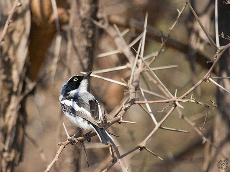 Chinspot Batis male