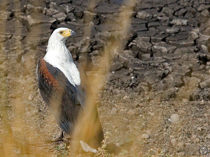 African Fish Eagle