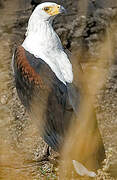 African Fish Eagle