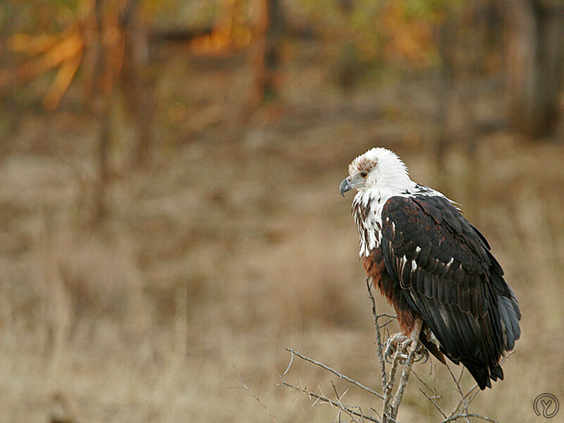 African Fish Eagleimmature, identification