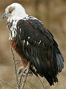 African Fish Eagle