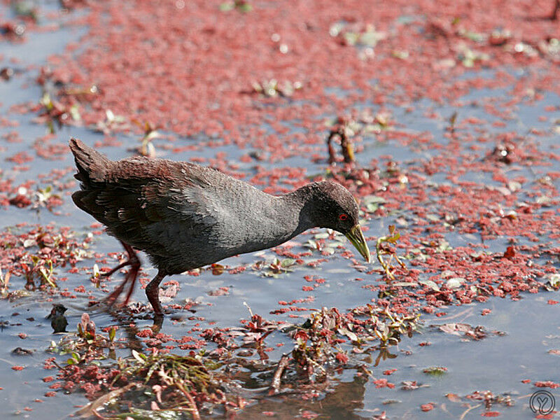 Râle à bec jaune, identification