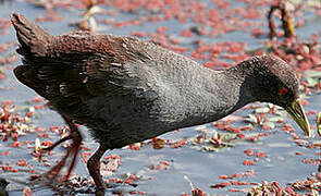 Black Crake