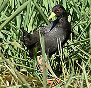 Black Crake