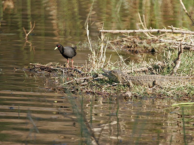 Black Crake