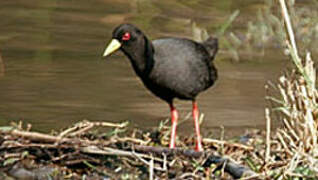 Black Crake