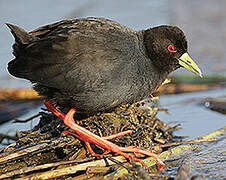 Black Crake