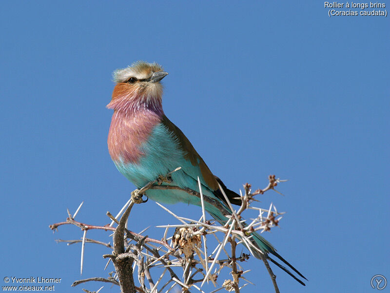 Lilac-breasted Roller