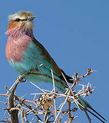 Lilac-breasted Roller