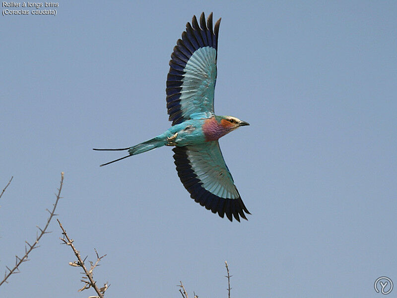 Lilac-breasted Roller