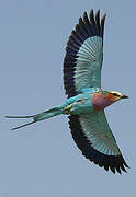 Lilac-breasted Roller