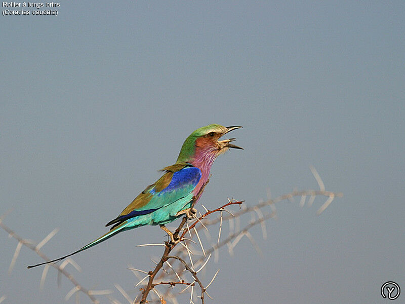 Lilac-breasted Roller