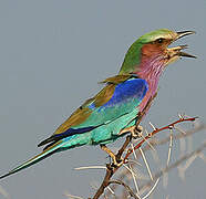 Lilac-breasted Roller