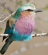 Lilac-breasted Roller