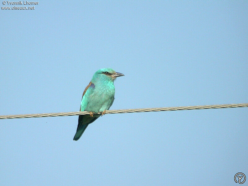 European Roller