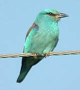 European Roller