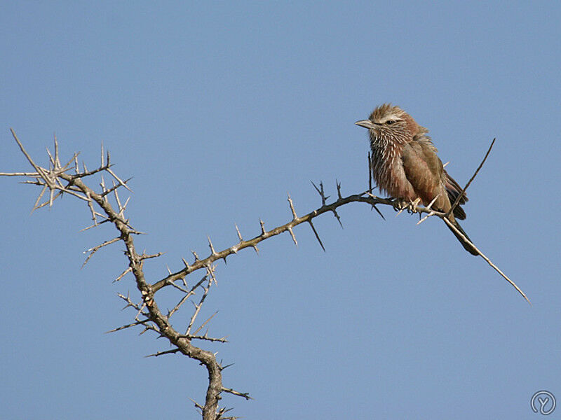 Purple Roller